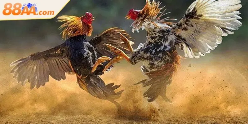 ĐÁ GÀ 2 Hình thức cược đá gà 88AA kinh điển và được ưa chuộng